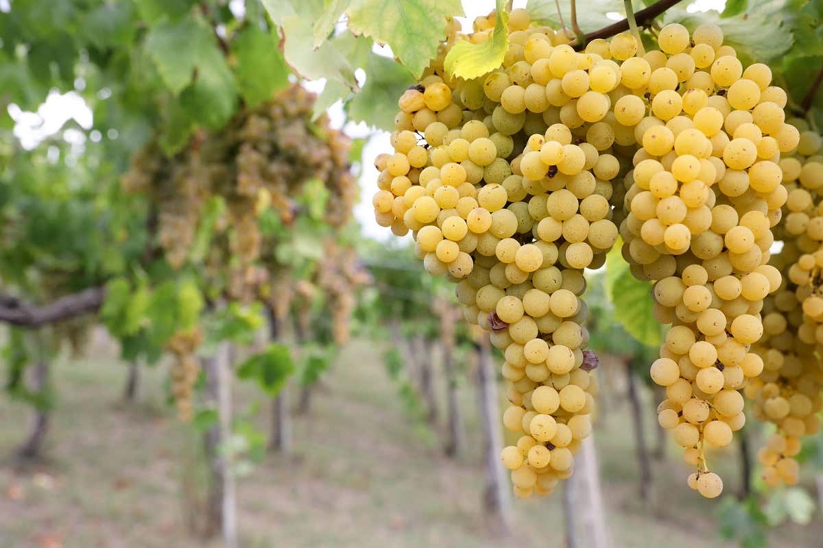 Sì di Bruxelles al Pignoletto: nasce la Dop Emilia-Romagna